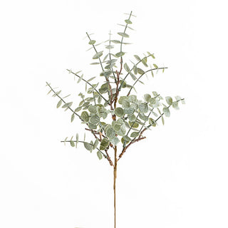 Eucalyptus Stem