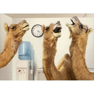 "Camel At office Water Cooler" Retirement Card