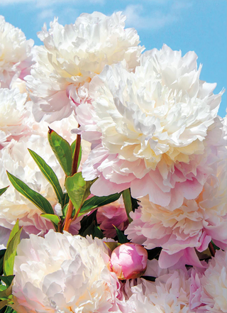 "White Peonies" Sympathy Card