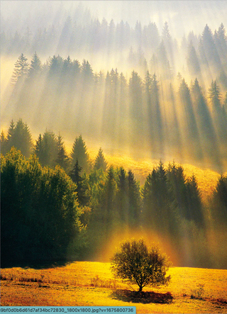 "Sunray Forest" Sympathy Card