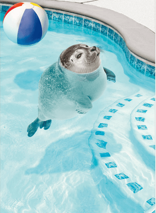 Bobbing Seal | Friendship Card