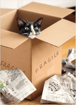 Cat In Brown Box |  New Home Greeting Card