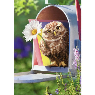 "Baby Owl In Mailbox" Encouragement Card