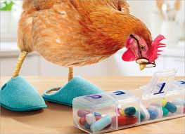 Chicken With Pill Box | Birthday Greeting Card