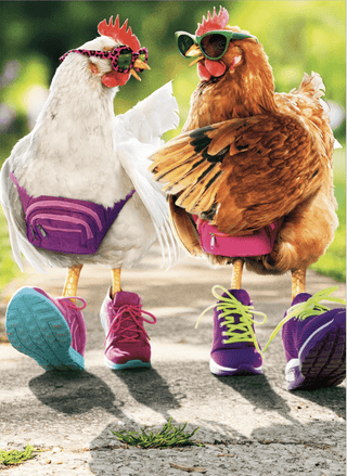 Chickens Power Walking | Birthday Greeting Card