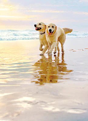 Golden Dogs On Beach | Anniversary Greeting Card