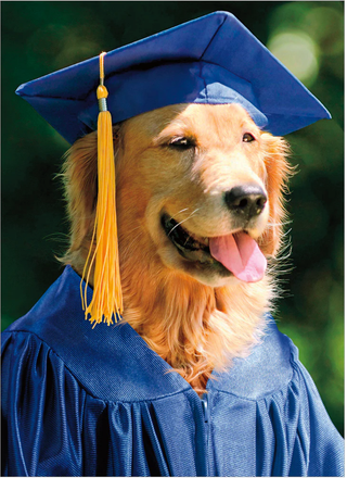 Dog wearing a blue graduation cap and gown with a tassel greeting card.