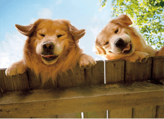 Goldens Over Fence | Get Well Greeting Card