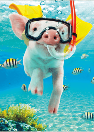 Pig Snorkeling | Thank You Card