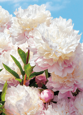 White Peonies | Sympathy Greeting Card