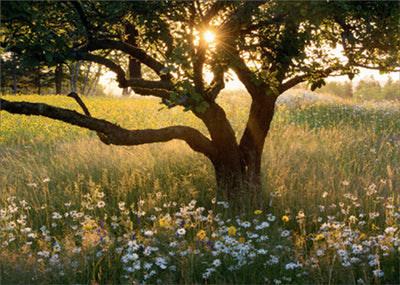 Sunrise Tree In Field Of Daisies  Card