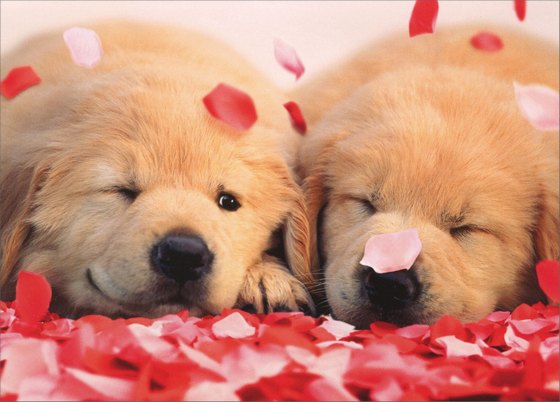 2 Puppies With Rose Petals card